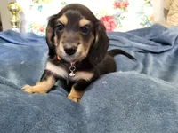 Chunk, a male Miniature Dachshund for sale in Vincent, AL – 1 of 9
