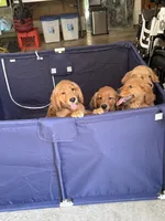 JJ, a male Golden Retriever for sale in Indianapolis, IN – 6 of 10