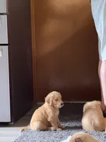 Bell, a female Golden Retriever for sale in Indianapolis, IN – 8 of 10