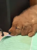 Girl 1, a female Golden Retriever for sale in Indianapolis, IN – 4 of 10