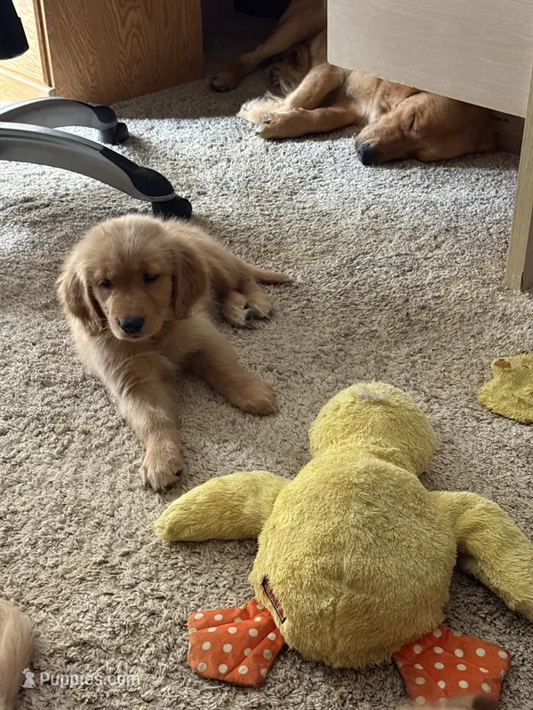 Bell – Golden Retriever puppy for sale in Indianapolis, IN