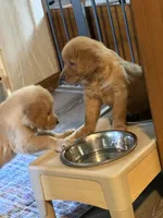 Cooper, a male Golden Retriever for sale in Indianapolis, IN – 3 of 10