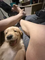 Bell, a female Golden Retriever for sale in Indianapolis, IN – 2 of 10