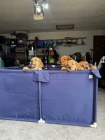 Girl 2, a female Golden Retriever for sale in Indianapolis, IN – 4 of 10