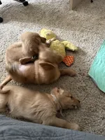 JJ, a male Golden Retriever for sale in Indianapolis, IN – 6 of 10