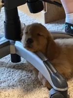 Girl 1, a female Golden Retriever for sale in Indianapolis, IN – 8 of 10