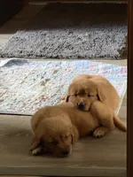 Cooper, a male Golden Retriever for sale in Indianapolis, IN – 5 of 10