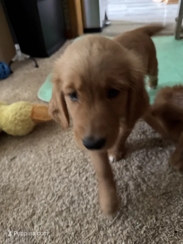 Opal – Golden Retriever puppy for sale in Indianapolis, IN