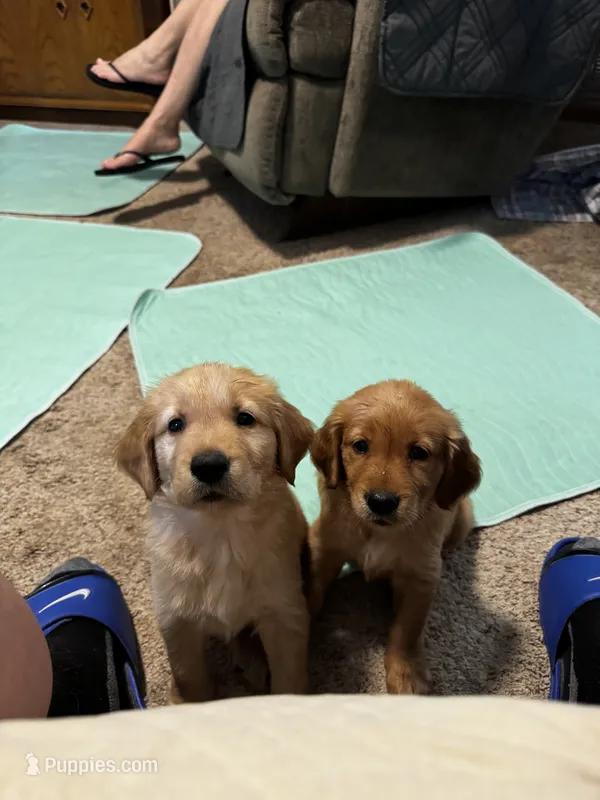 JJ – Golden Retriever puppy for sale in Indianapolis, IN