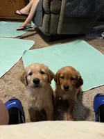 JJ, a male Golden Retriever for sale in Indianapolis, IN – 1 of 10