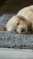 Nugget , a female Golden Retriever for sale in Indianapolis, IN – 8 of 10