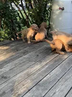 Sidney, a female Golden Retriever for sale in Indianapolis, IN – 6 of 10