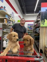 Girl 2, a female Golden Retriever for sale in Indianapolis, IN – 5 of 10