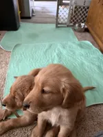 Girl 1, a female Golden Retriever for sale in Indianapolis, IN – 10 of 10