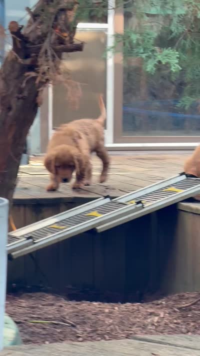 Opal, a female Golden Retriever for sale in Indianapolis, IN – 10 of 10