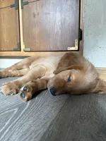 Opal, a female Golden Retriever for sale in Indianapolis, IN – 6 of 10