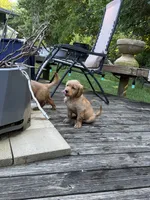 Bell, a female Golden Retriever for sale in Indianapolis, IN – 10 of 10