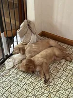 Sidney, a female Golden Retriever for sale in Indianapolis, IN – 3 of 10