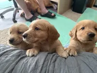 Bell, a female Golden Retriever for sale in Indianapolis, IN – 5 of 10
