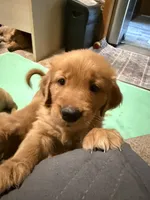 Nugget , a female Golden Retriever for sale in Indianapolis, IN – 9 of 10