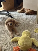 Sidney, a female Golden Retriever for sale in Indianapolis, IN – 4 of 10