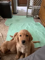 Opal, a female Golden Retriever for sale in Indianapolis, IN – 9 of 10