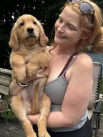 JJ, a male Golden Retriever for sale in Indianapolis, IN – 7 of 10