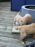 JJ, a male Golden Retriever for sale in Indianapolis, IN – 8 of 10