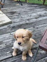 Nugget , a female Golden Retriever for sale in Indianapolis, IN – 7 of 10