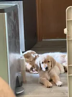 Sidney, a female Golden Retriever for sale in Indianapolis, IN – 10 of 10