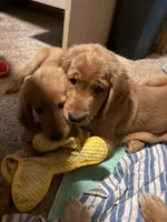Girl 2, a female Golden Retriever for sale in Indianapolis, IN – 8 of 10