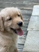 Sidney, a female Golden Retriever for sale in Indianapolis, IN – 5 of 10