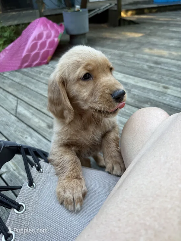 Nugget  – Golden Retriever puppy for sale in Indianapolis, IN
