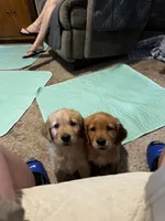 Nugget , a female Golden Retriever for sale in Indianapolis, IN – 4 of 10