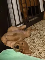 Cooper, a male Golden Retriever for sale in Indianapolis, IN – 6 of 10