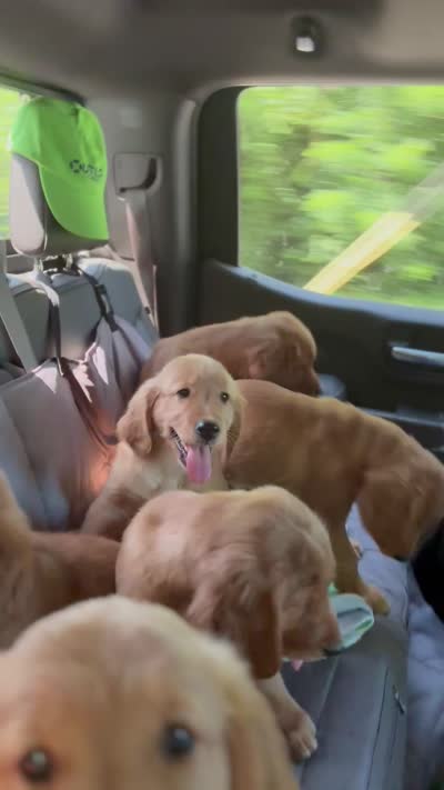 Girl 2, a female Golden Retriever for sale in Indianapolis, IN – 3 of 10