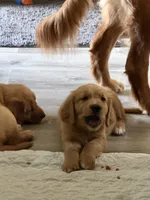 Bell, a female Golden Retriever for sale in Indianapolis, IN – 6 of 10