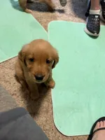 Nugget , a female Golden Retriever for sale in Indianapolis, IN – 6 of 10