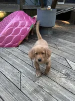 Sidney, a female Golden Retriever for sale in Indianapolis, IN – 9 of 10