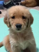 Nugget , a female Golden Retriever for sale in Indianapolis, IN – 2 of 10