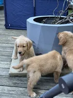 JJ, a male Golden Retriever for sale in Indianapolis, IN – 3 of 10