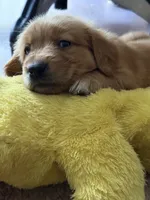 Bell, a female Golden Retriever for sale in Indianapolis, IN – 3 of 10