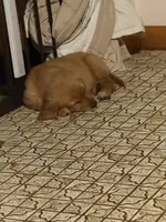 Nugget , a female Golden Retriever for sale in Indianapolis, IN – 10 of 10