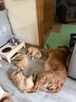 JJ, a male Golden Retriever for sale in Indianapolis, IN – 7 of 10