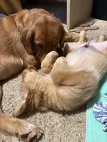Girl 2, a female Golden Retriever for sale in Indianapolis, IN – 7 of 10