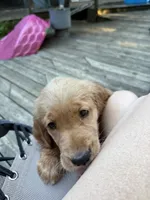 Sidney, a female Golden Retriever for sale in Indianapolis, IN – 2 of 10