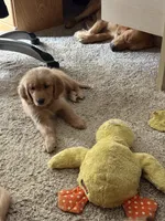 Girl 1, a female Golden Retriever for sale in Indianapolis, IN – 9 of 10