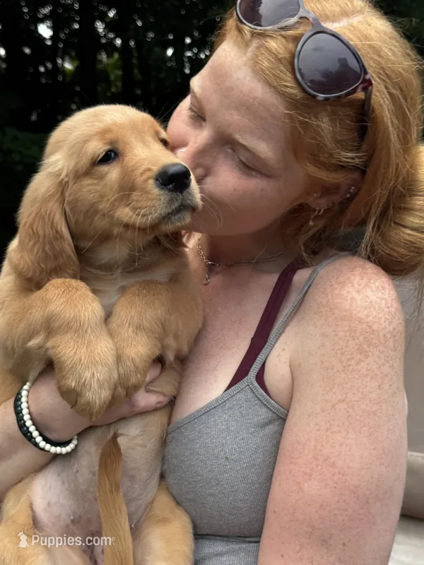Girl 2 – Golden Retriever puppy for sale in Indianapolis, IN