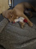 Girl 2, a female Golden Retriever for sale in Indianapolis, IN – 2 of 10
