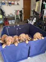 Girl 2, a female Golden Retriever for sale in Indianapolis, IN – 6 of 10